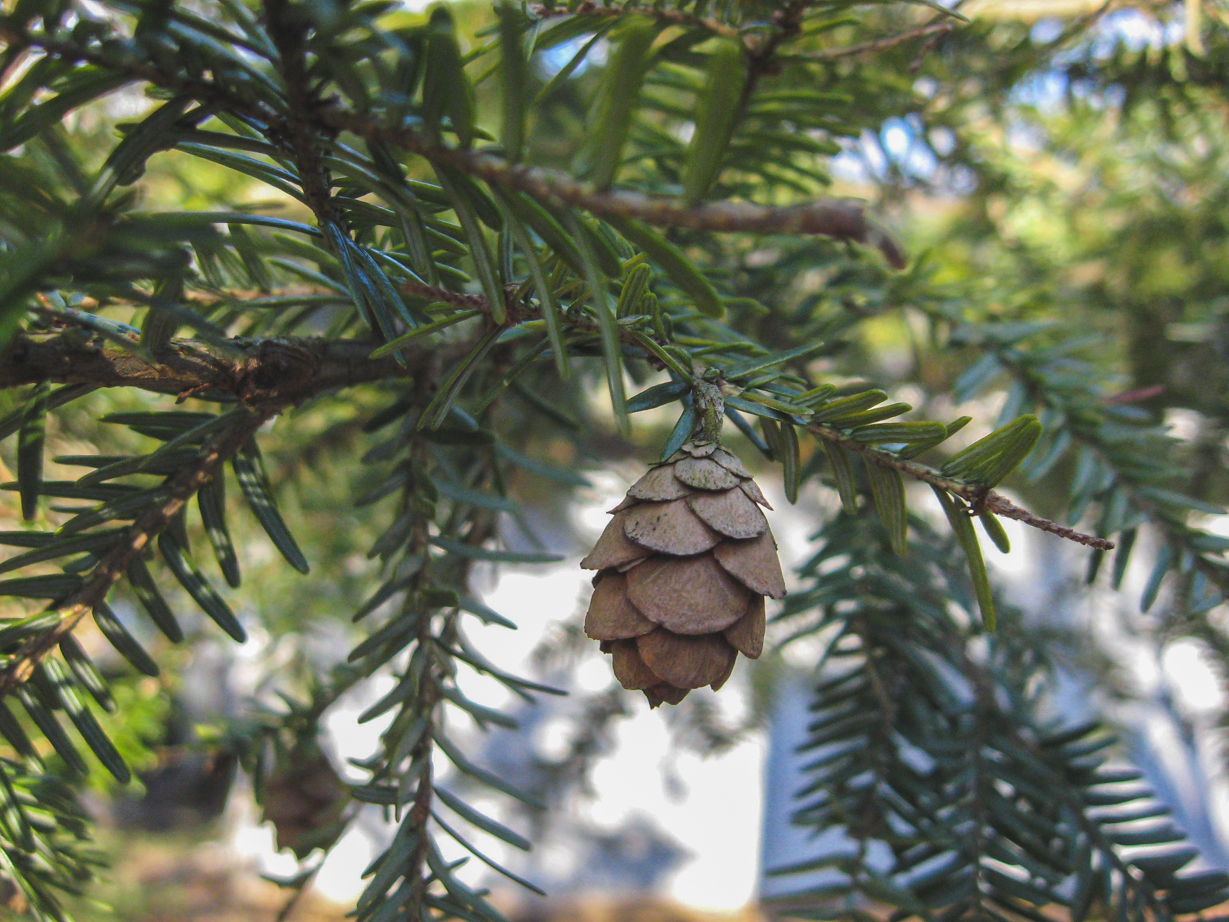closeup of pinecone on hemlock branch