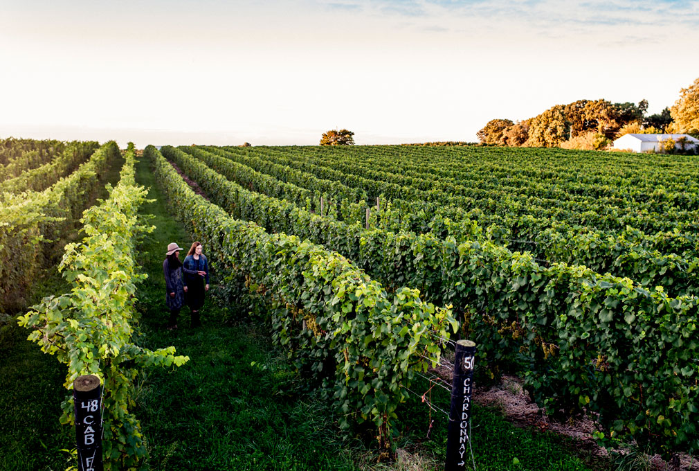 taste-lake-michigan-wine-country Two women walking through the rows of grapevines in southwest Michigan wine country