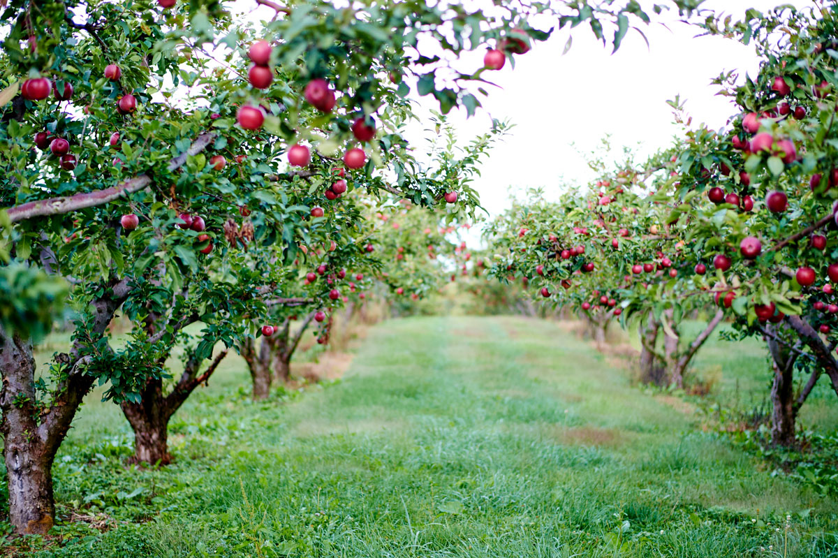 Apple orchard with red apples on the trees